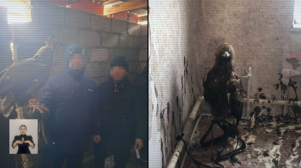 Қызыл кітапқа енген құстарды контрабандалау арнасының жолы кесілді 
