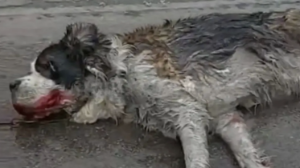 Алматыда итті көлікке байлап сүйреген адам ұсталды 