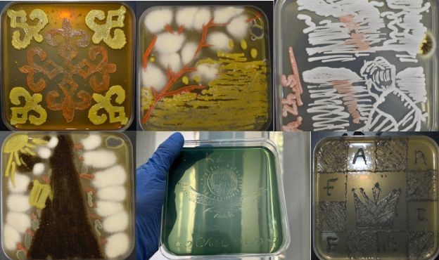 "Бактериялар да бояуға айналады": “көрінбейтін әлемнен" сурет шығаратын микробиологтың әңгімесі