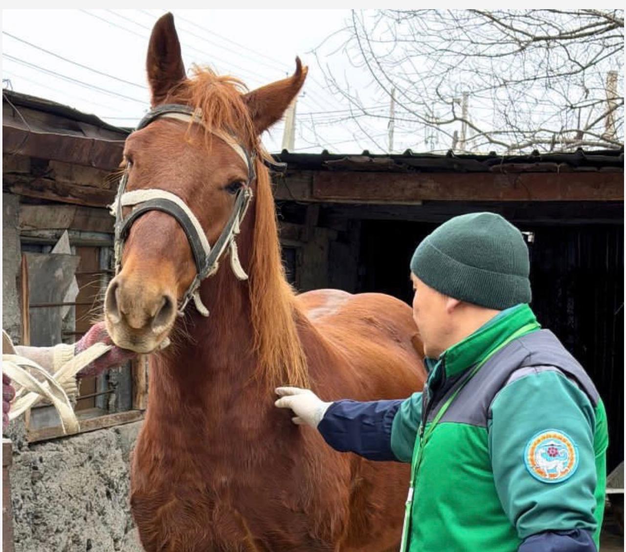 Алматыда ауыл шаруашылығы жануарларын тегін вакцинациялау басталды