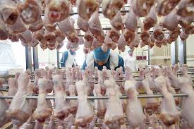 Қазақстандық ғалымдар құс етін 20 тәулікке дейін сақтайтын инновациялық технология жасады