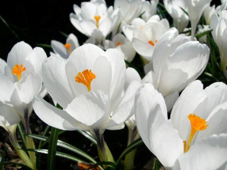 Министр Нысанбаев қызғалдақ пен бәйшешек жұлғандарға қомақты айыппұл барын ескертті