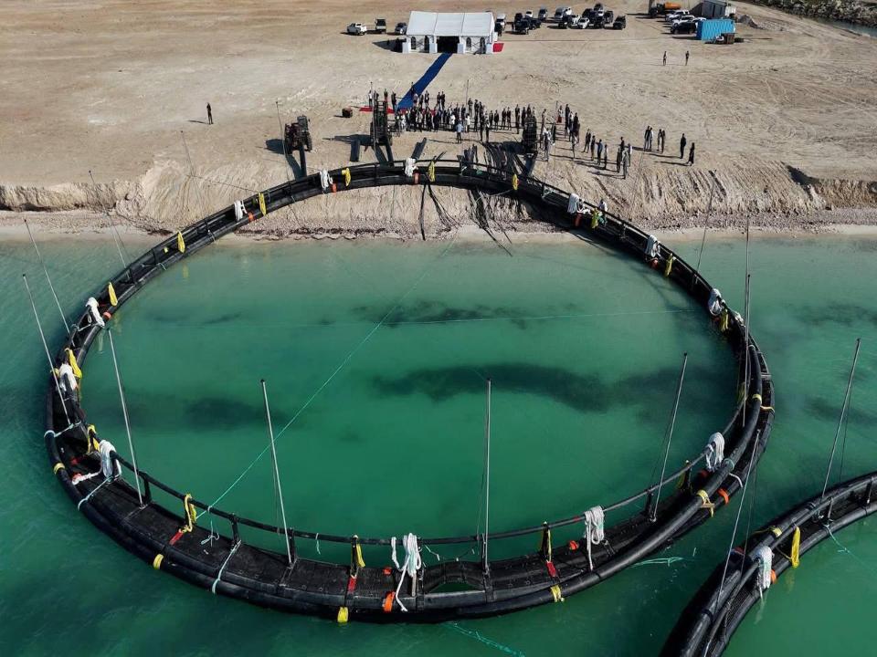 Балық өнімдері өндірісі 15%-ға сырттан тәуелділікті азайтты