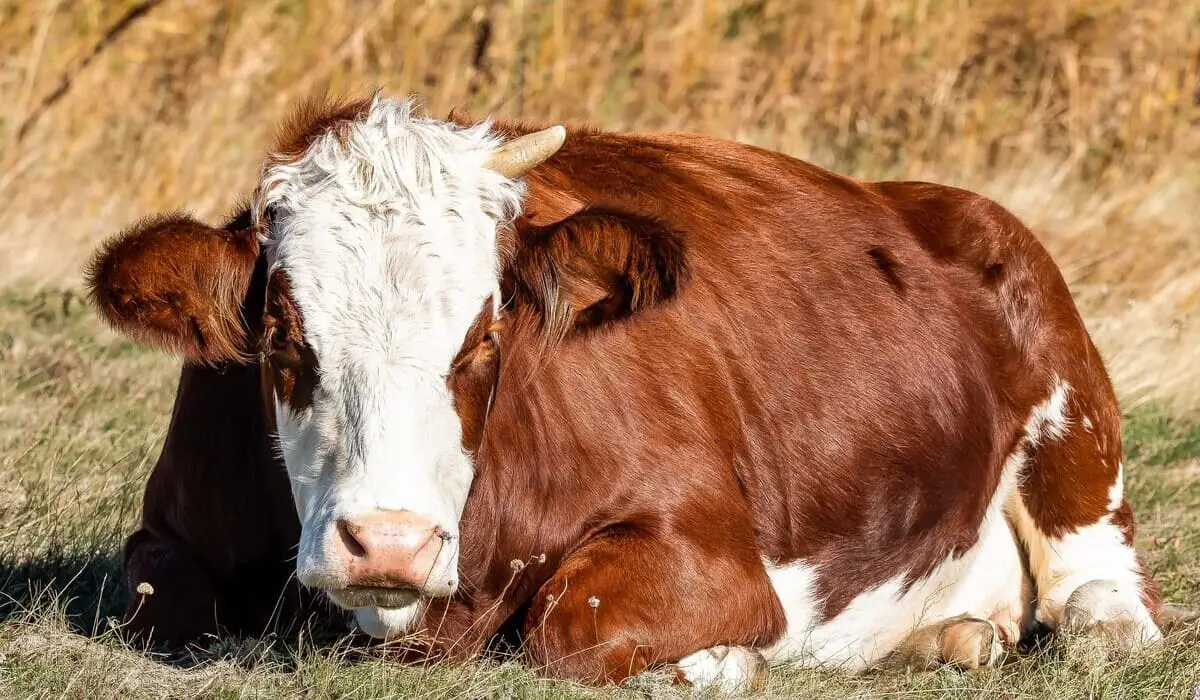 Түркістан облысында 20,2 млн теңге субсидияны заңсыз алған кооператив төрайымы сотталды
