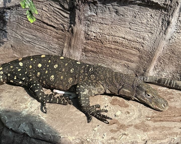 Алматы хайуанаттар бағына Жаңа Гвинеядан алып кесірткелер әкелінді