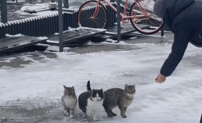 15 наурыз – Қайырымдылық күні: алматылық ерікті Арсен Қабденов панасыз жануарларға көмектеседі