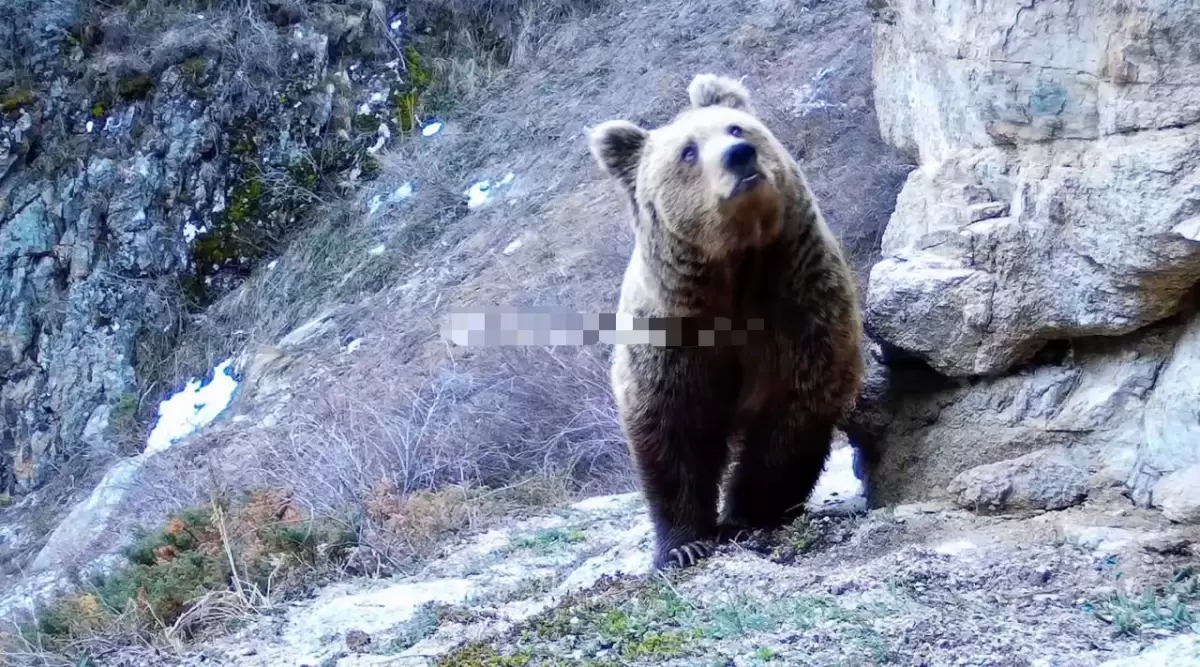 Алматы қорығындағы қоңыр аюлар ерте оянды