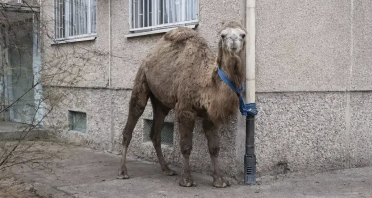 Ақтауда түйесін үйдің маңындағы "тұраққа қойған" тұрғынға айыппұл салынды