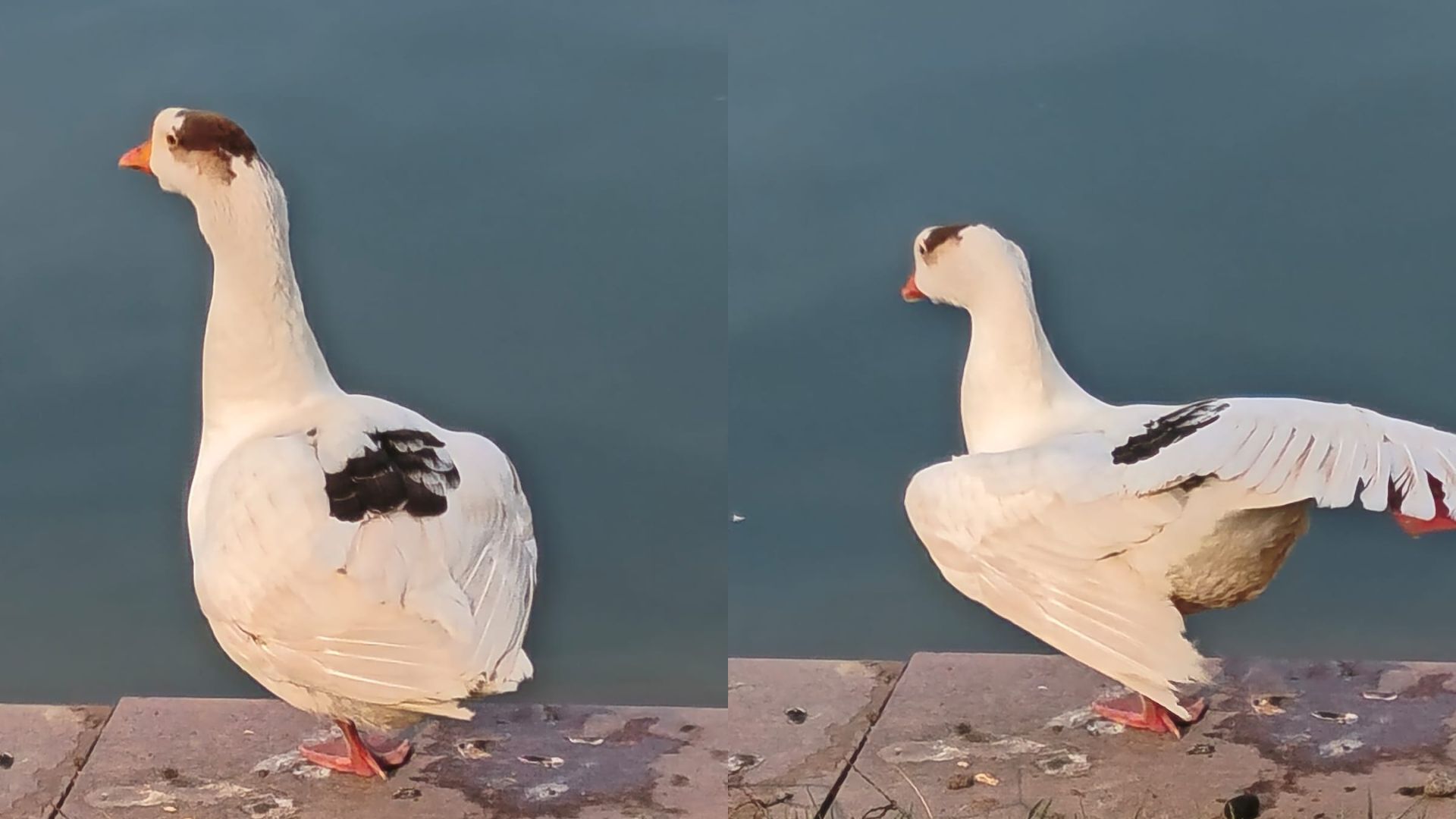 Алматыдағы саябақта қытай қазы пайда болды