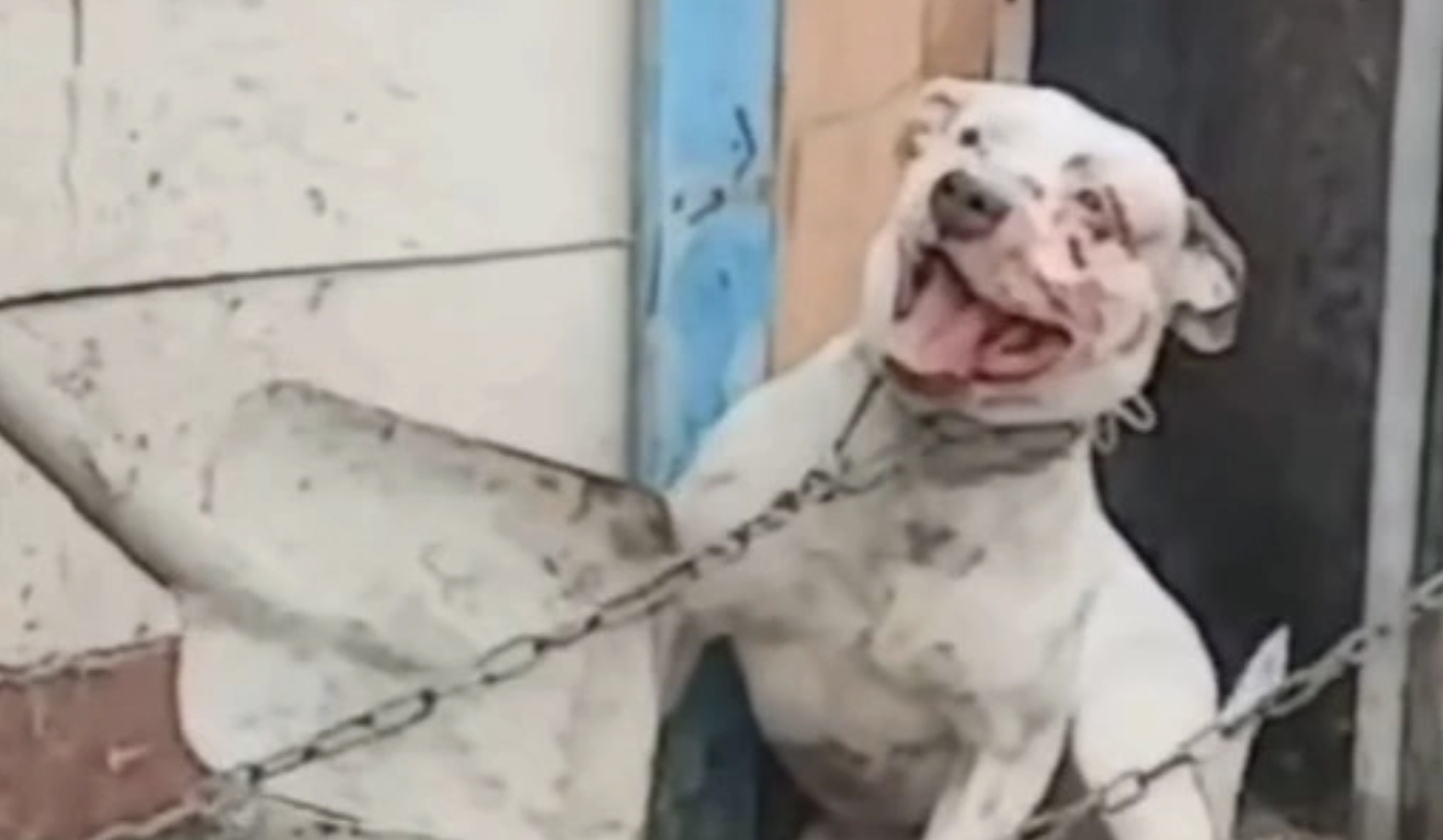 Атырауда әйел итті күрекпен аяусыз ұрған - видео