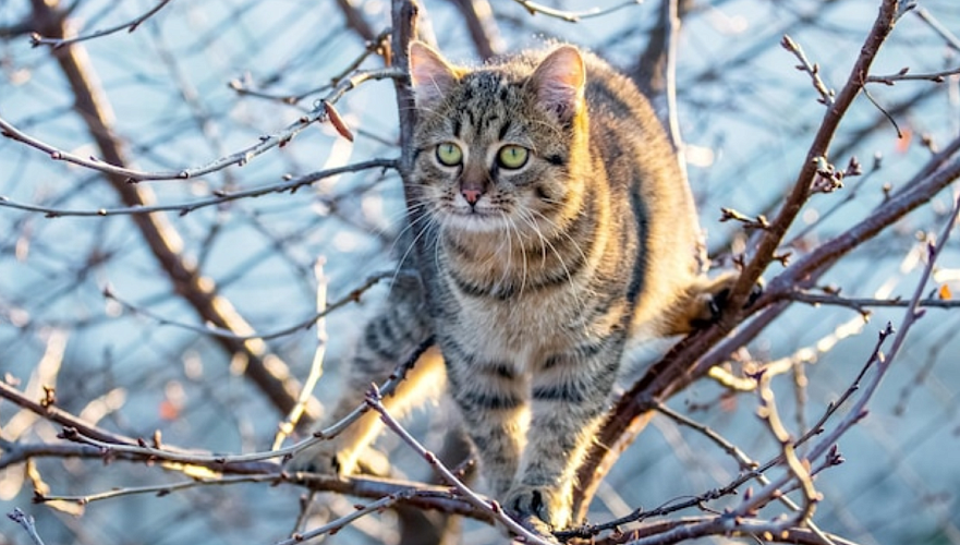 Павлодар облысында ағаштағы мысықты құтқармақ болған ер адам қаза тапты