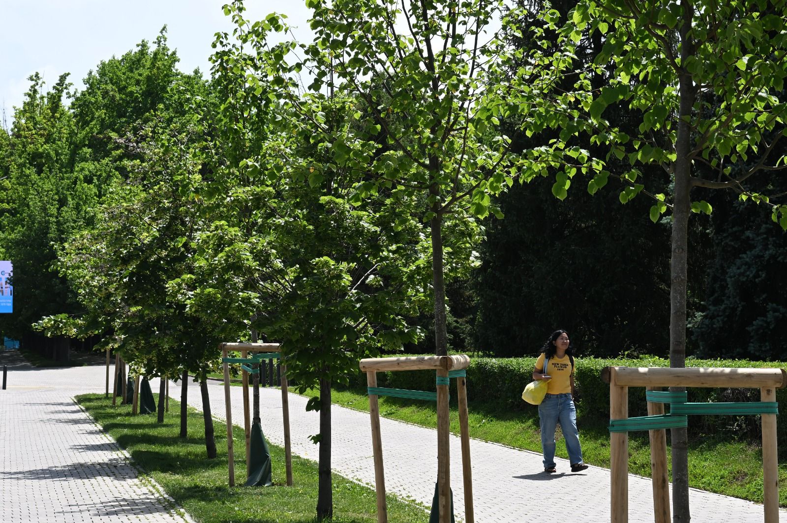 Алматыда жасыл желектерді ауқымды дәрілеу жұмыстары басталды