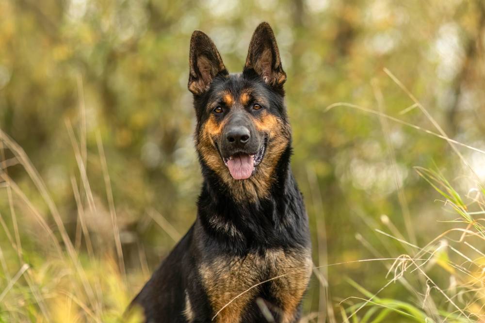 "Енді қаңғыған иттер жүрмейді". Мәжілісте бұралқы ит иелерінің жауапкершілігі қалай күшейтілетіні түсіндірілді