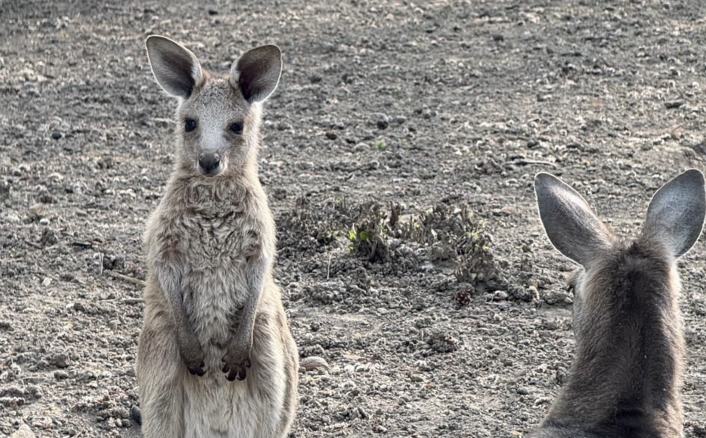 Алматы хайуанаттар бағында үш кенгуру төлі дүниеге келді