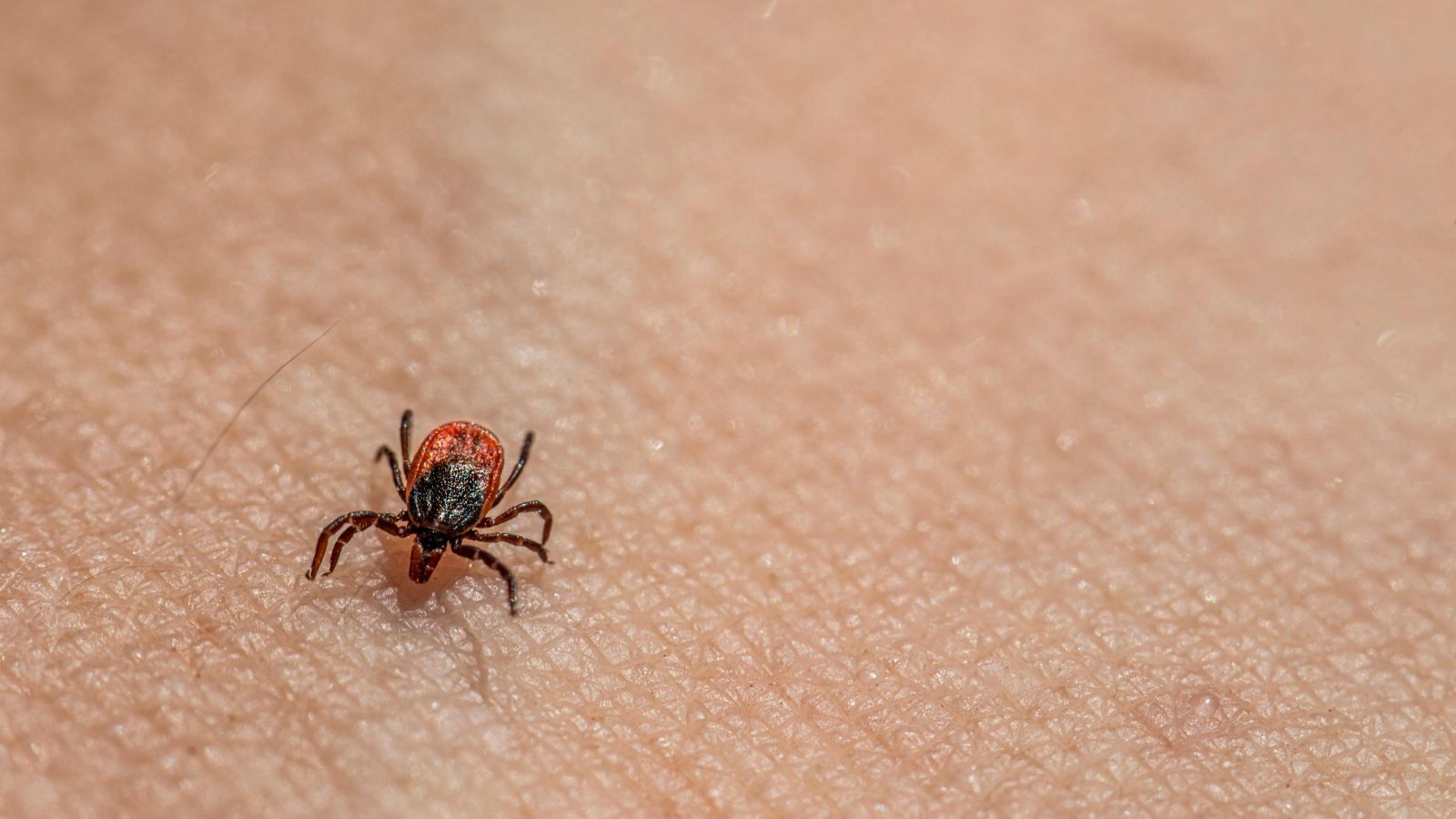 Құтқаруға берілетін 96 сағат: кене шаққанда не істеу керек және Алматыда қайда жүгінуге болады?