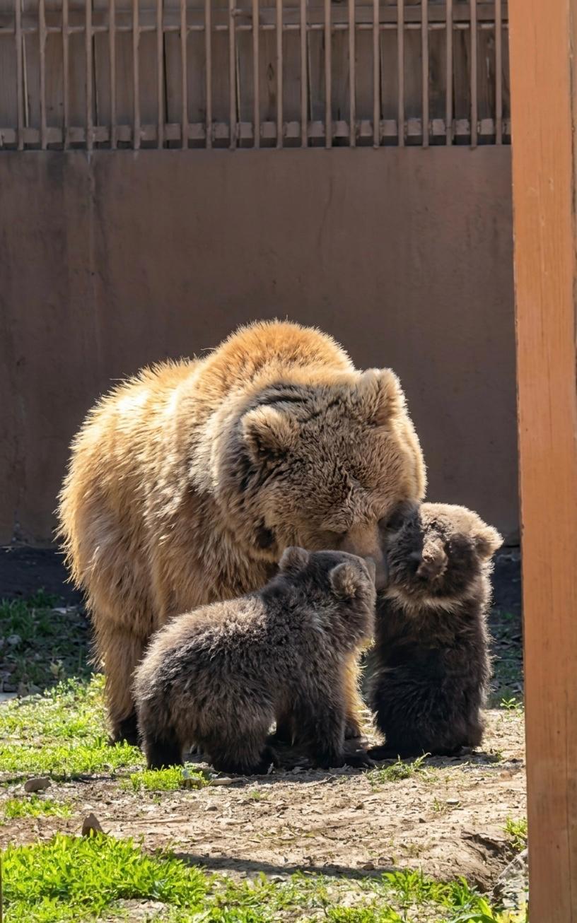 Алматы зообағында «Қызыл кітапқа» енген қонжықтар дүниеге келді
