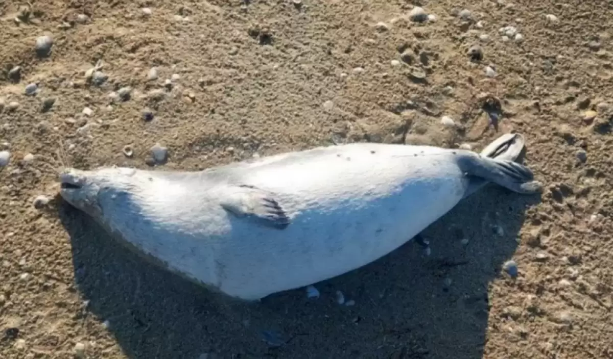 Каспий теңізі жағалауынан 97 итбалықтың өлексесі табылды