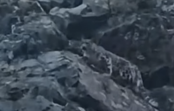 "Құнды кадр“. Жетісуда қар барысы видеоға түсіп қалды