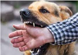 Құтыруға қарсы вакцина – өмірді сақтап қалудың жалғыз мүмкіндігі