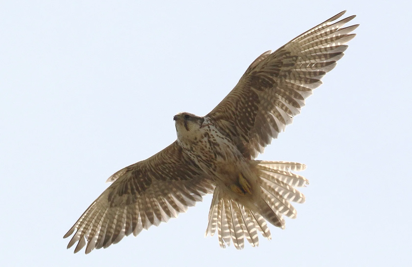 Алматы зоопаркіндегі ителгілер еркіндікке жіберілді