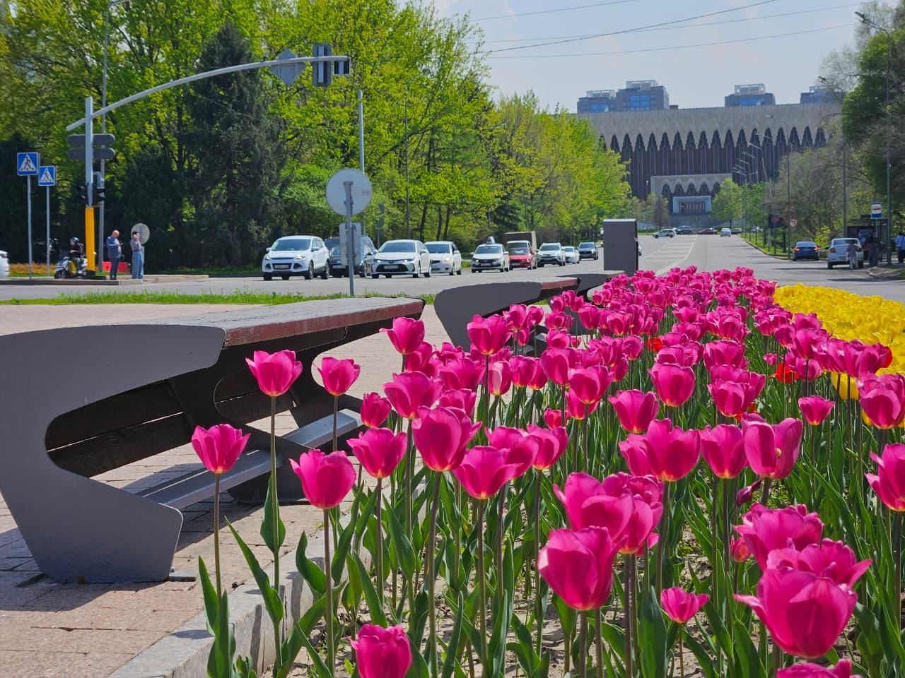 Алматының барлық ауданында гүлмен көгалдандырудың бірыңғай бағдарламасы жүзеге асып отыр