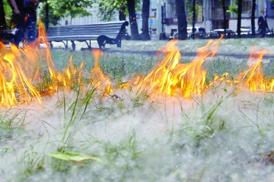 ТЖМ: Теректің мамығы өрт қаупін арттырады
