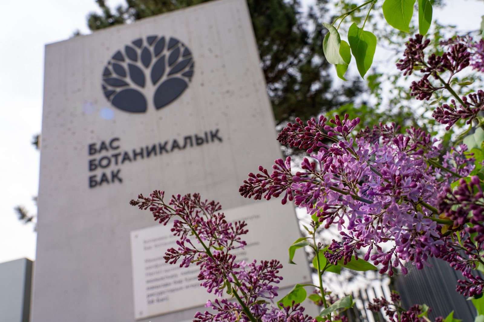 Алматының ботаникалық бағында сирек өсімдіктің қоры жасалады