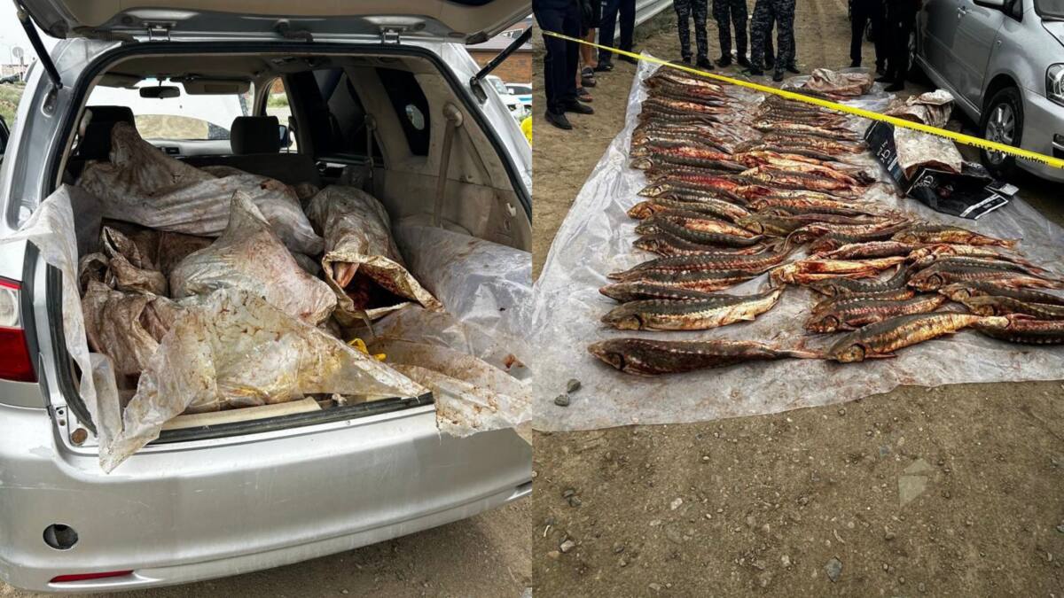 Атырауда 277 келі бекіре балығын заңсыз тасымалдаған күдіктілер ұсталды